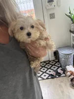 Tiny Max, a male Maltese and Yorkshire Terrier for sale in Ludlow, MA – 3 of 5