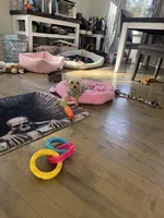 Max, a male Maltese and Yorkshire Terrier for sale in Ludlow, MA – 6 of 7