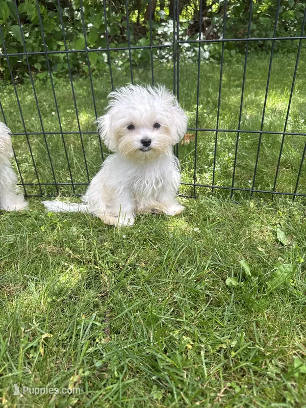Maltese boy – Maltese puppy for sale in Ludlow, MA