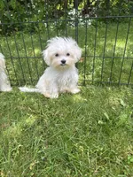 Maltese boy, a male Maltese for sale in Ludlow, MA – 1 of 2