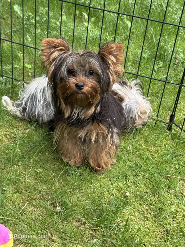 Lola – Yorkshire Terrier puppy for sale in Ludlow, MA