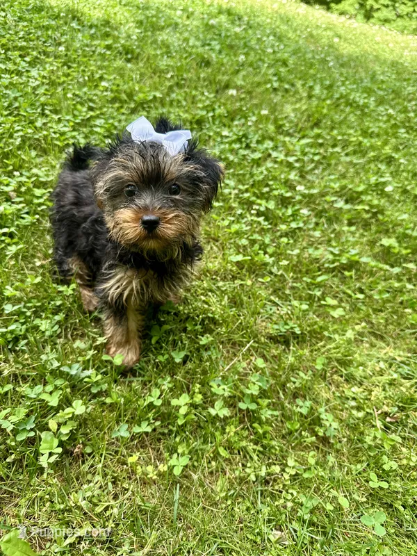 Tillie – Yorkshire Terrier puppy for sale in Ludlow, MA
