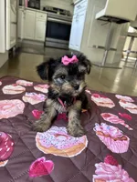 Pink girl, a female Yorkshire Terrier for sale in Ludlow, MA – 2 of 3