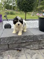 Layla, a female Yorkshire Terrier for sale in Ludlow, MA – 3 of 4