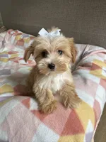Tiny blonde Yorkie girl , a female Yorkshire Terrier for sale in Ludlow, MA – 2 of 3