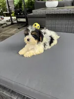 Layla, a female Yorkshire Terrier for sale in Ludlow, MA – 4 of 4