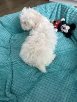 Maltese boy , a male Maltese for sale in Ludlow, MA – Photo 5 of 5