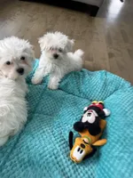 Maltese boy , a male Maltese for sale in Ludlow, MA – Photo 3 of 5