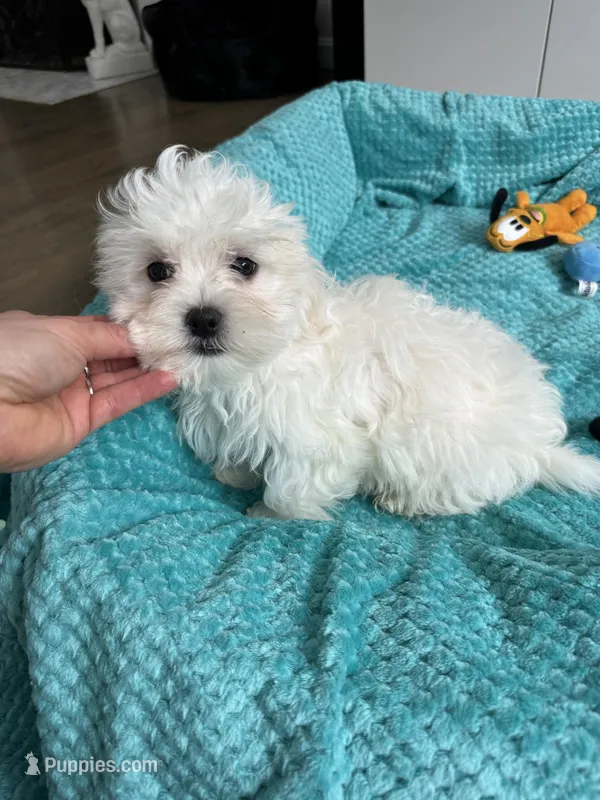 Maltese boy  – Maltese puppy for sale in Ludlow, MA