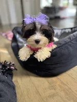 Layla, a female Yorkshire Terrier for sale in Ludlow, MA – 2 of 3