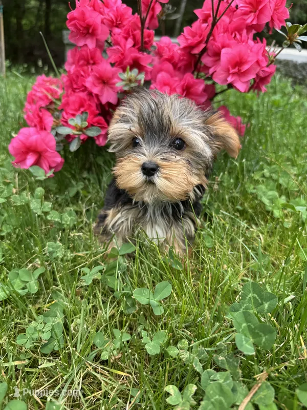 Lily – Yorkshire Terrier puppy for sale in Ludlow, MA