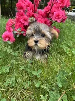 Lily, a female Yorkshire Terrier for sale in Ludlow, MA – 1 of 4