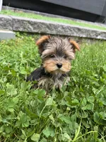 Lily, a female Yorkshire Terrier for sale in Ludlow, MA – 2 of 4
