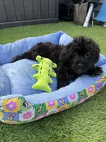 Maize, a female Yorkshire Terrier and Poodle - Toy  for sale in Ludlow, MA – 3 of 4