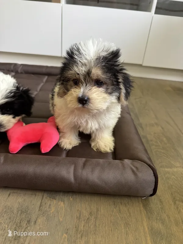 Girl 1 – Maltese, Yorkshire Terrier puppy for sale in Ludlow, MA