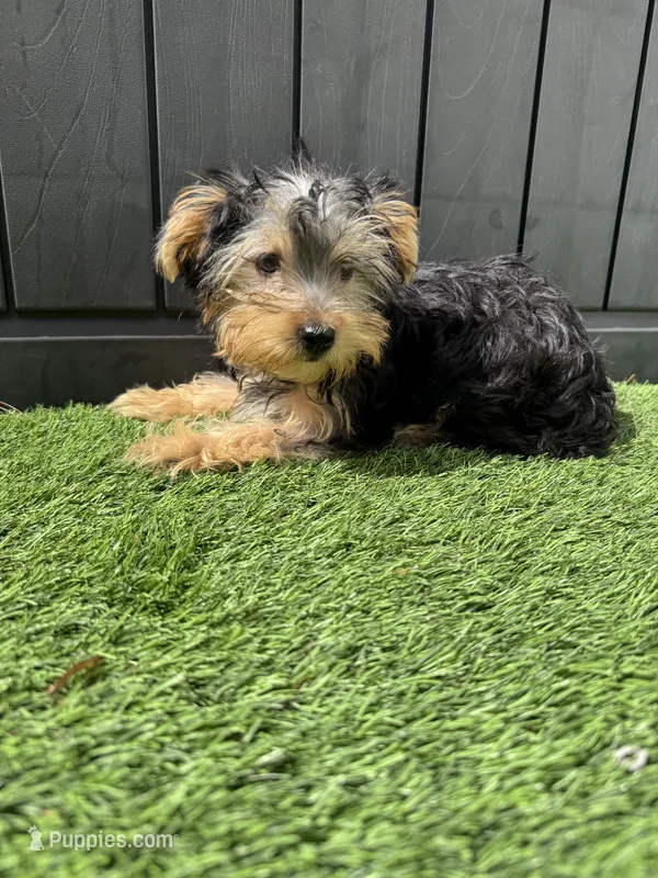 Mila – Yorkshire Terrier puppy for sale in Ludlow, MA
