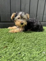 Mila, a female Yorkshire Terrier for sale in Ludlow, MA – 1 of 1