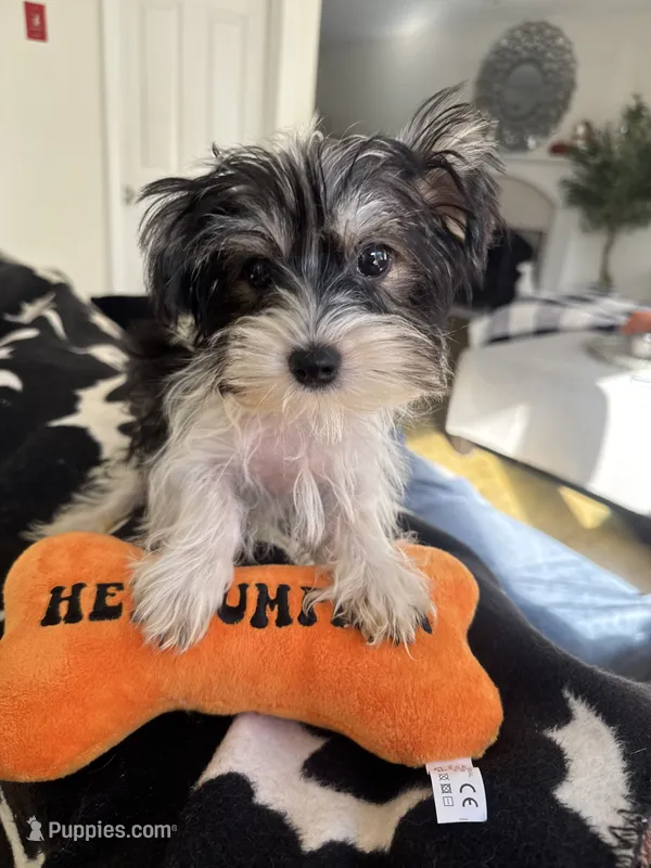 Dexter – Yorkshire Terrier puppy for sale in Ludlow, MA