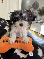 Dexter, a male Yorkshire Terrier for sale in Ludlow, MA – 1 of 5