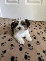 Tucker, a male Yorkshire Terrier for sale in Ludlow, MA – 3 of 4