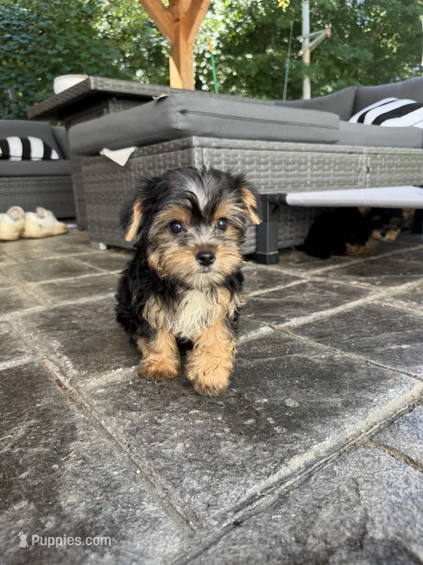Susie  – Yorkshire Terrier puppy for sale in Ludlow, MA