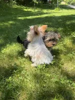 Gold dust parti girl, a female Yorkshire Terrier for sale in Ludlow, MA – 3 of 3