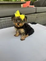 Molly, a female Yorkshire Terrier for sale in Ludlow, MA – 2 of 3