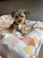 Charlie, a female Yorkshire Terrier for sale in Ludlow, MA – 3 of 3