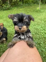 Minnie, a female Yorkshire Terrier for sale in Ludlow, MA – 2 of 5