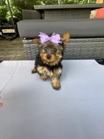 Sophie, a female Yorkshire Terrier for sale in Ludlow, MA – 2 of 3
