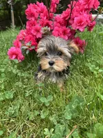 Lily, a female Yorkshire Terrier for sale in Ludlow, MA – 3 of 4