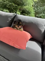 Snoopy, a male Yorkshire Terrier for sale in Ludlow, MA – 6 of 6