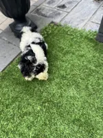 Oreo, a male Maltese and Yorkshire Terrier for sale in Ludlow, MA – 2 of 3