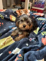 Royce , a male Yorkshire Terrier for sale in Ludlow, MA – 4 of 4