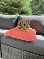 Zoe, a female Yorkshire Terrier for sale in Ludlow, MA – 2 of 3