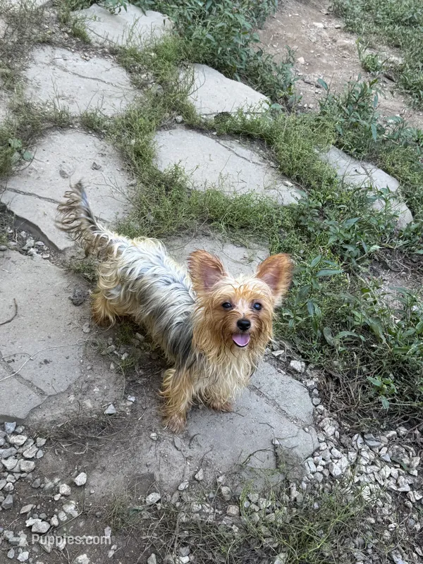 Millie – Yorkshire Terrier puppy for sale in Ludlow, MA