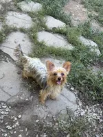 Millie, a female Yorkshire Terrier for sale in Ludlow, MA – 1 of 2