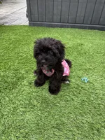 Maizee, a female Yorkshire Terrier and Poodle - Toy  for sale in Ludlow, MA – 4 of 5