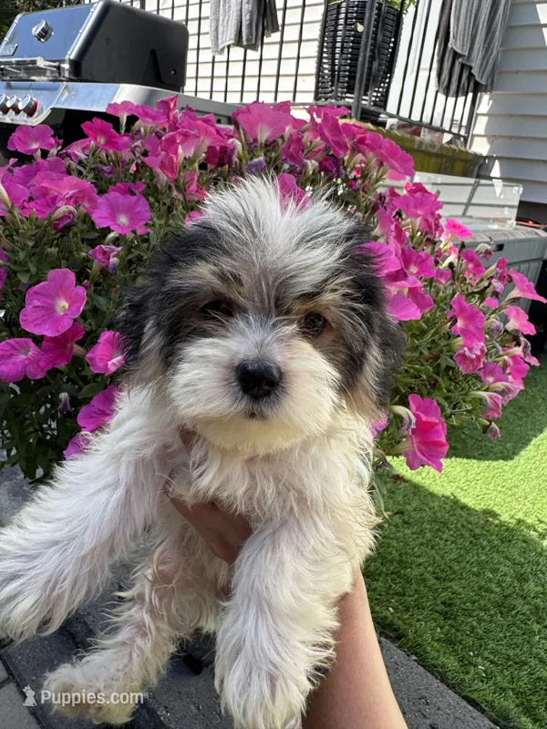 Hershy, a female Maltese and Yorkshire Terrier for sale in Ludlow, MA – 1 of 4