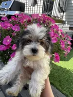Hershy, a female Maltese and Yorkshire Terrier for sale in Ludlow, MA – 1 of 4
