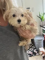 Tiny Max, a male Maltese and Yorkshire Terrier for sale in Ludlow, MA – 2 of 5