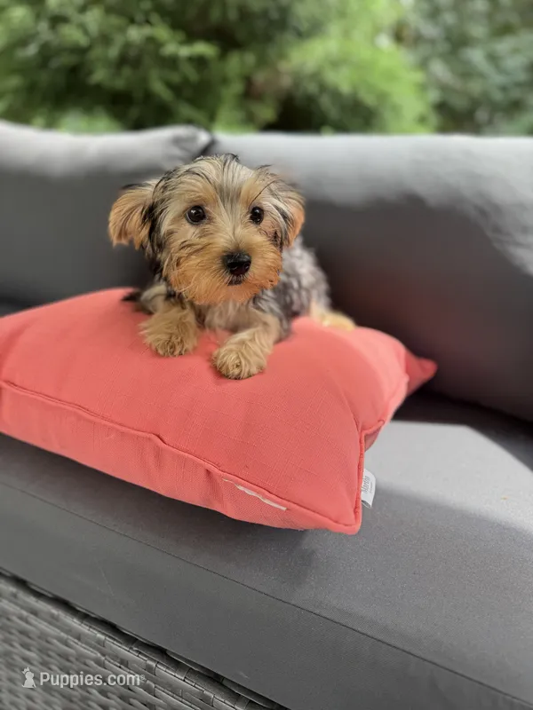 Zoe – Yorkshire Terrier puppy for sale in Ludlow, MA