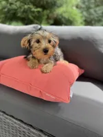 Zoe, a female Yorkshire Terrier for sale in Ludlow, MA – 1 of 3