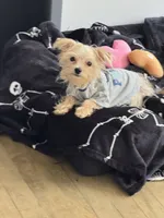 Max, a male Maltese and Yorkshire Terrier for sale in Ludlow, MA – 3 of 7