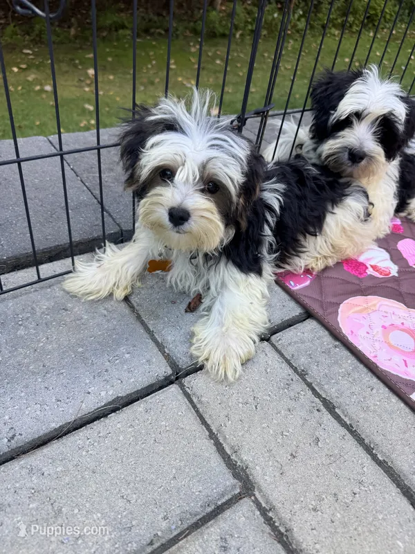 Yellow – Maltese, Yorkshire Terrier puppy for sale in Ludlow, MA