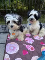Yellow, a male Maltese and Yorkshire Terrier for sale in Ludlow, MA – 5 of 5