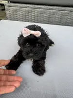 Daisy, a female Yorkshire Terrier and Poodle - Toy  for sale in Ludlow, MA – 3 of 5