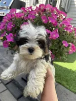 Bailey, a male Maltese and Yorkshire Terrier for sale in Ludlow, MA – 1 of 4