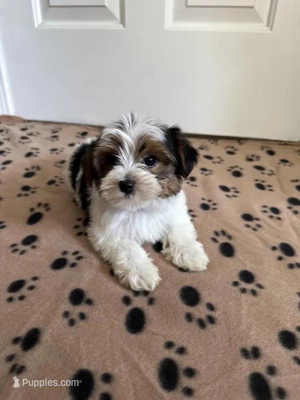 Boy 1, a male Yorkshire Terrier for sale in Ludlow, MA – Photo 1 of 2