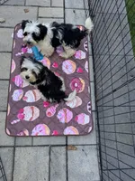 Blue , a male Maltese and Yorkshire Terrier for sale in Ludlow, MA – 5 of 5